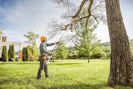 Best Tree Cabling and Bracing  in San Fernando, CA