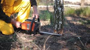 Trusted San Fernando, CA Tree Removal Experts