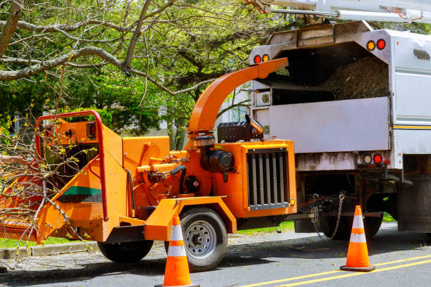 Best Lawn Grading and Leveling  in San Fernando, CA