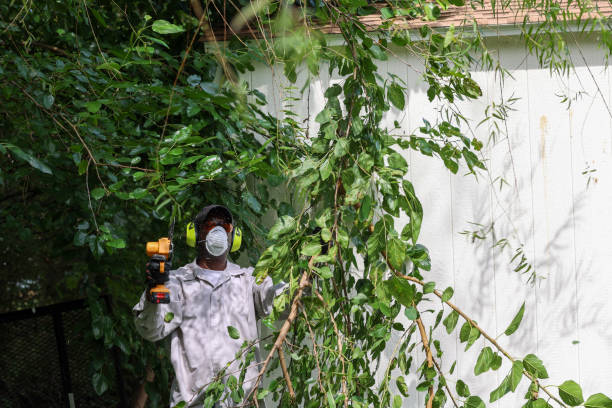 Best Hazardous Tree Removal  in San Fernando, CA