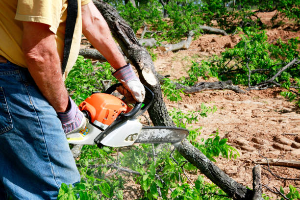 Best Tree Preservation Services  in San Fernando, CA